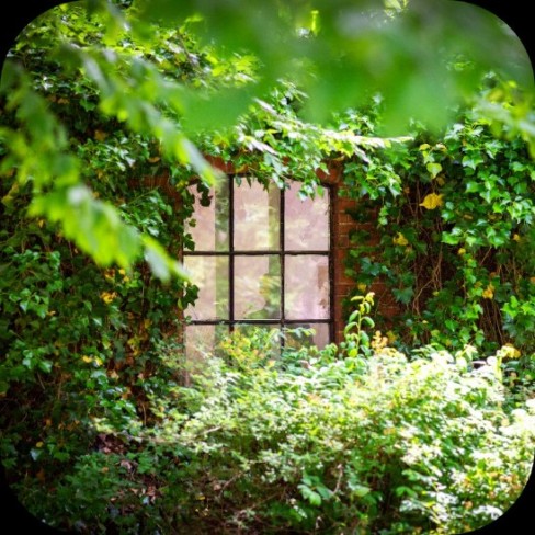 Window with greenery. 