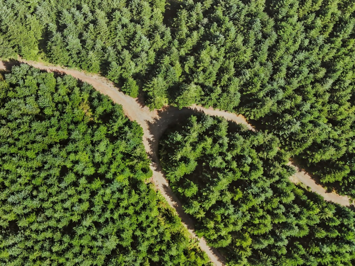 Forest from above